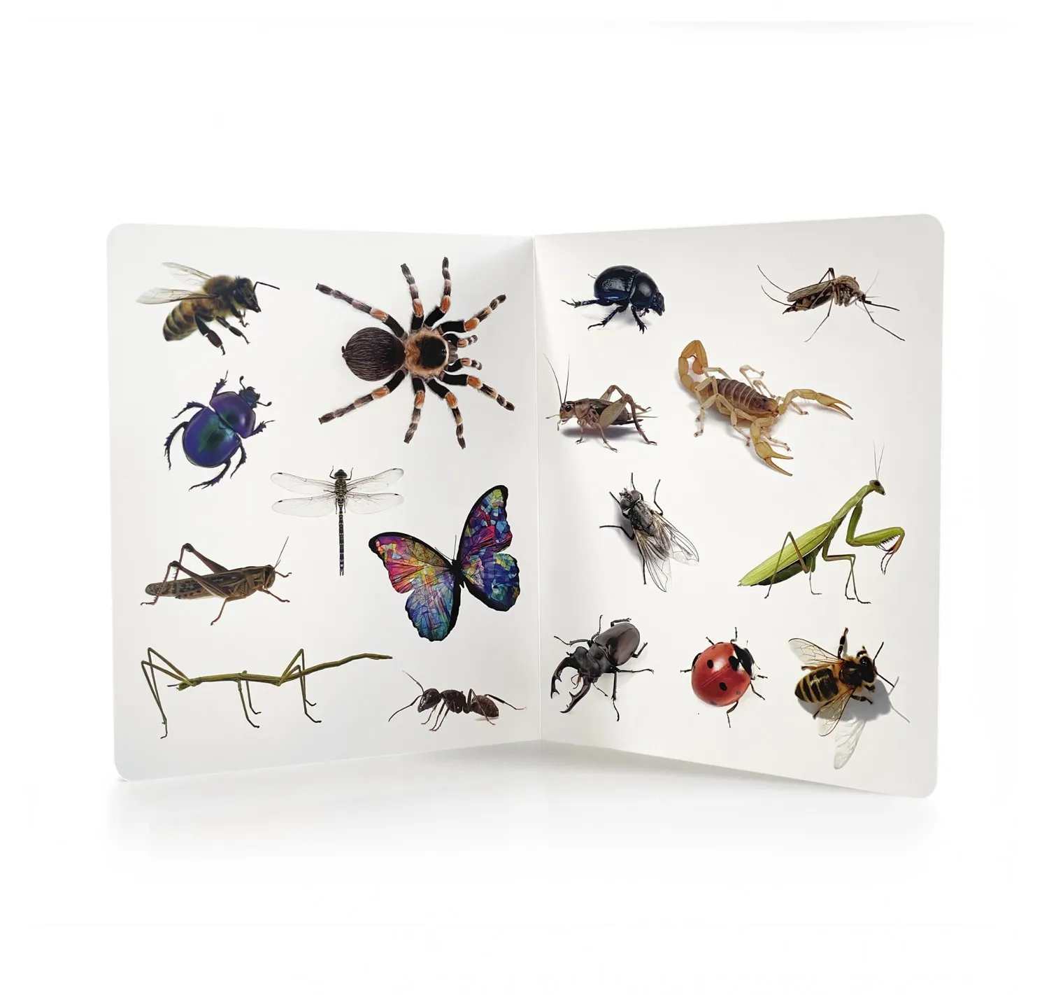 ¡Animales! - Imagen 3