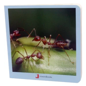 Animalitos Insectos Nowordbooks